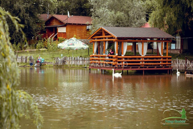 Poiana bradului